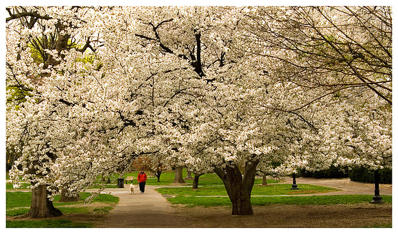 Under the Cherry Tree
