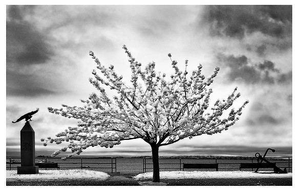 Cherry Tree in Bloom