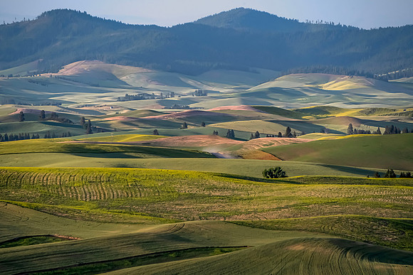 Palouse Landscape #3