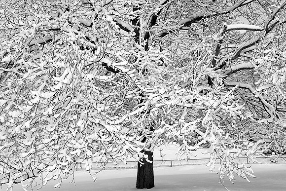 Snow-covered Tree