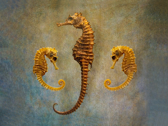 Seahorses