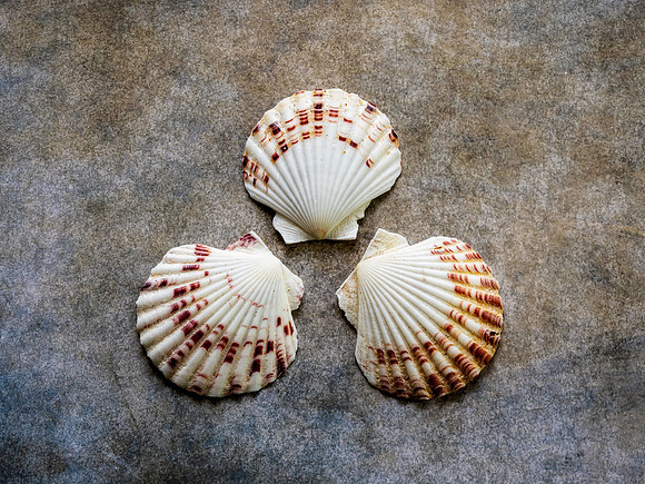 Shells