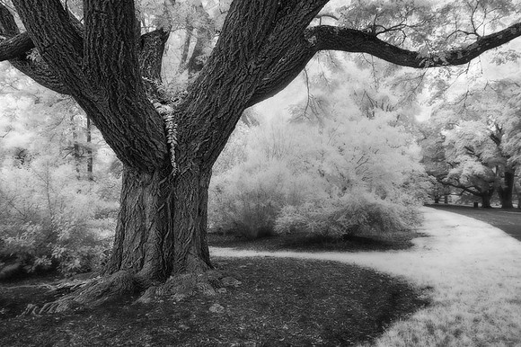 Lavalle Cork Tree
