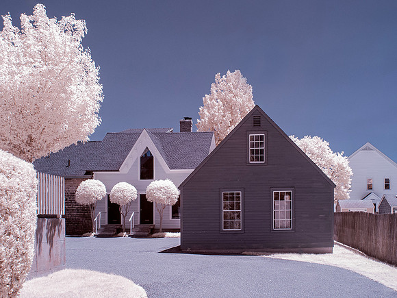 Lollipop Trees