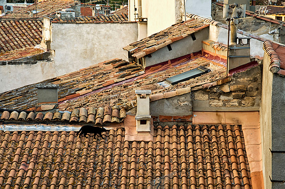 Cat on Rooftop, Arles