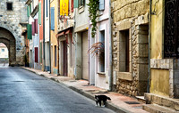 Street Cat, Aigues-Morte