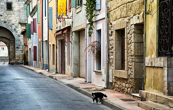 Street Cat, Aigues-Morte