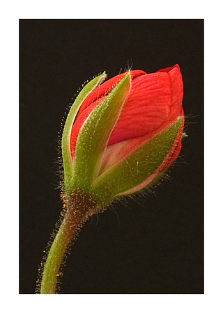 Geranium Bud