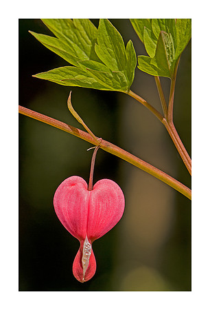 Bleeding Heart