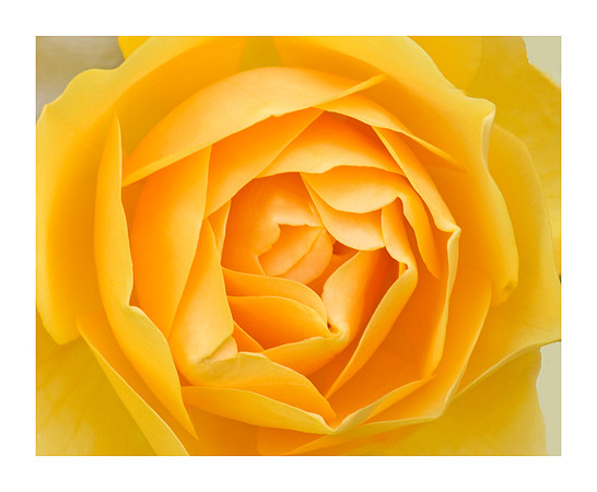 Yellow Rose