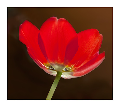 Tulip