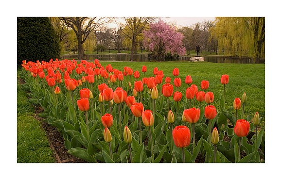 Field of Red Tulips