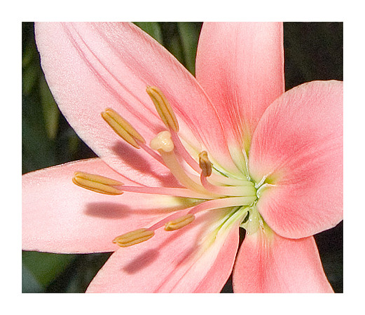 Asiatic Lily
