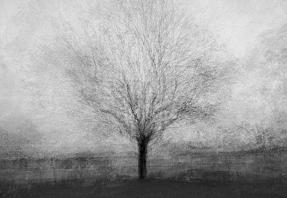 Forest River Park Tree