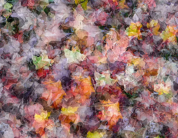 Carpet of Fall Leaves