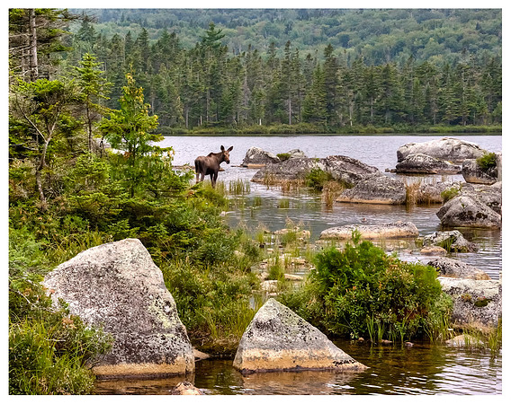 Baby Moose at Sandy Stream