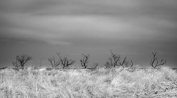 Crane's Beach