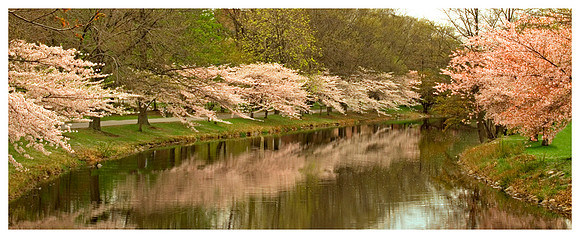 Cherry Trees on the Esplanade, Boston MA