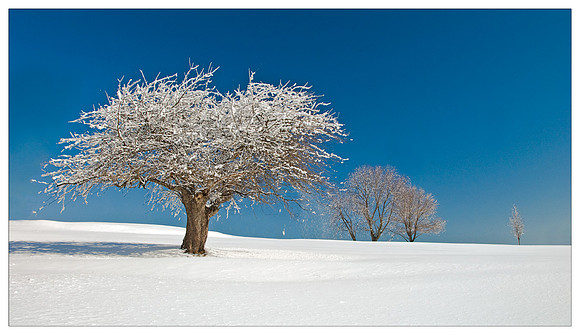 Snow-covered Trees