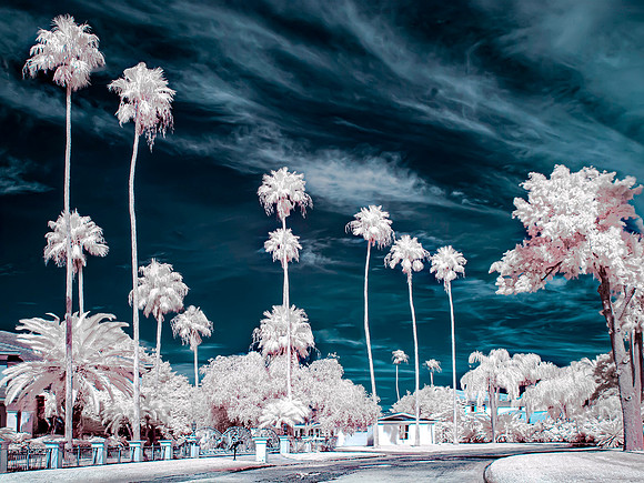 Palm Trees Galore!