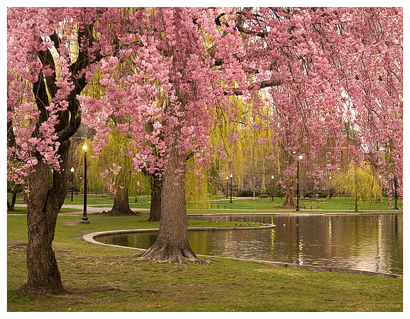 Cherry Trees and Pond